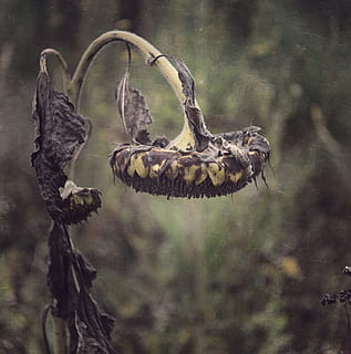 tørret blomst, fokus på forgrunden, ingen mennesker, dag, dyr, træ, dyreliv, plante, dyre temaer, natur, et dyr, dyr i naturen, jord, tæt på, udendørs, hvirveldyr, krybdyr, afdeling, dyreskalle, slange, 2K, CC0, offentligt domæne, royaltyfrie