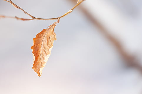blad, treblad, blader, brun, tørke, vinter, høst, natur, selvfølgelig, nærbilde, plante del, ingen folk, gren, endring, anlegg, tre, fokusere på forgrunnen, bladvein, oransje farge, dag, utendørs, kvist, enkelt objekt, skjønnhet i naturen, naturlig tilstand, 2K, CC0, offentlig domene, opphavsrett gratis