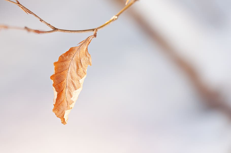 blad, træblad, blade, Brun, tør, vinter, efterår, natur, selvfølgelig, tæt på, plante del, ingen mennesker, afdeling, lave om, plante, træ, fokus på forgrunden, bladvenen, orange farve, dag, udendørs, Kvist, enkelt objekt, skønhed i naturen, naturlig tilstand, 2K