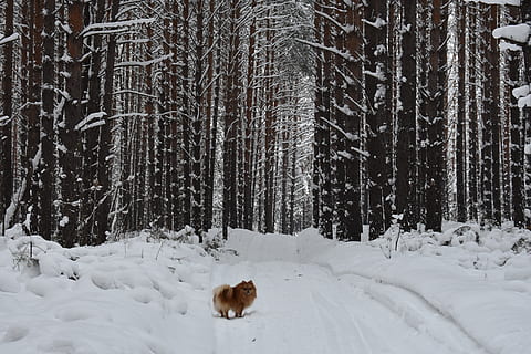 foresta, la neve, pino, inverno, paesaggio, brina, foreste, freddo, in inverno, alberi, natura, il pittoresco, Siberia, Novosibirsk, cane, spitz, temperatura fredda, albero, un animale, temi animali, mammifero, animale, terra, pianta, nessuno, vertebrato, giorno, bellezza nella natura, animali domestici, domestico, all'aperto, bosco, nevicando, montagna innevata, 5K, CC0, dominio pubblico, privo di copyright