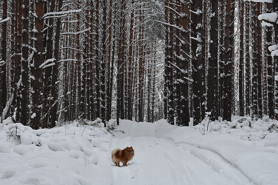 bosc, neu, pi, hivern, paisatge, gelades, boscos, fred, a l'hivern, arbres, naturalesa, el pintoresc, siberia, novosibirsk, gos, Spitz, temperatura de fred, arbre, un animal, temes d'animals, mamífer, animal, terra, planta, cap gent, vertebrats, dia, bellesa a la natura, mascotes, animals domèstics, nacional, a l'aire lliure, nevar, muntanya nevada, 5K