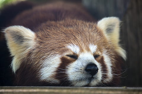 orso di panda rosso, un animale, temi animali, animale, mammifero, fauna selvatica, animali allo stato selvatico, avvicinamento, parte del corpo animale, nessuno, testa di animale, Panda rosso, concentrarsi sulle conoscenze acquisite, zoo, giorno, animali in cattività, capelli, ritratto, all'aperto, procione, baffo, grugno, 5K, CC0, dominio pubblico, privo di copyright
