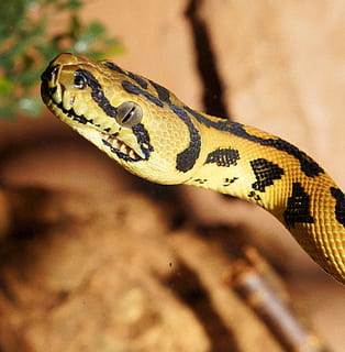 snake, reptile, python, diamond python, carpet python, constrictor, animal world, beautiful, australia, scale, close up, pattern, eye, portrait, animal, graceful, colorful, curious, exotic, non toxic, terrarium, carnivores, snake wildlife, nature, exot, yellow black, animal themes, one animal, animal wildlife, animals in the wild, vertebrate, animal body part, close-up, animal head, no people, focus on foreground, animal scale, warning sign, sign, communication, natural pattern, poisonous, outdoors, animal eye, 2K, CC0, public domain, royalty free