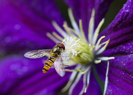 blomsterfluer, insekt, klematis, blomstrende plante, blomst, skjørhet, anlegg, sårbarhet, skjønnhet i naturen, petal, friskhet, nærbilde, blomsterhodet, virvelløse, ett dyr, lilla, vekst, dyr, dyre temaer, dyr i naturen, inflorescence, dyreliv, pollen, ingen folk, pollinering, utendørs, 4K, CC0, offentlig domene, opphavsrett gratis
