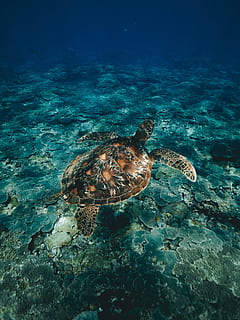 diving, snorkeling, turtle, ocean, sea turtle, sea, water, underwater, travel, vacation, holiday, animal themes, animal wildlife, animal, animals in the wild, sea life, undersea, one animal, nature, marine, reptile, swimming, beauty in nature, no people, invertebrate, turquoise colored, 5K, CC0, public domain, royalty free