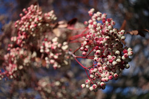 tre, frukt, nærbilde, mat, mat og Drikke, anlegg, vekst, friskhet, spise sunt, fokusere på forgrunnen, natur, ingen folk, rosa farge, skjønnhet i naturen, dag, blomst, blomstrende plante, gren, utendørs, selektiv fokusering, moden, lilla, kirsebærtre, 2K, CC0, offentlig domene, opphavsrett gratis