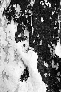 arbre, tronc, textura, primer pla, blanc i negre, a l'aire lliure, escorça, naturalesa, vida salvatge, tronc de l'arbre, textura de l'escorça, foto macro, macro, abstracció, neu, marc complet, cap gent, hivern, fons, dia, temperatura de fred, vista d’angle alt, Color blanc, bellesa a la natura, resistent, full, part de la planta, patró, terra, liquen, 4K, CC0, domini públic, lliure de regalies