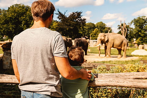 father, son, looking, elephant, zoo, mammal, men, domestic animals, one person, rear view, nature, males, domestic, animal wildlife, pets, livestock, agriculture, day, group of animals, casual clothing, standing, plant, outdoors, 4K, CC0, public domain, royalty free