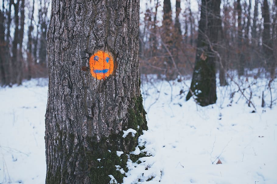 træer, orange, ansigt, tegning, sne, Skov, smil, træ, plante, træstamme, bagagerum, jord, fokus på forgrunden, natur, kold temperatur, vinter, ingen mennesker, dækker, ro, skønhed i naturen, dag, skilt, Mark, ikke-urbane scene, udendørs, 4K