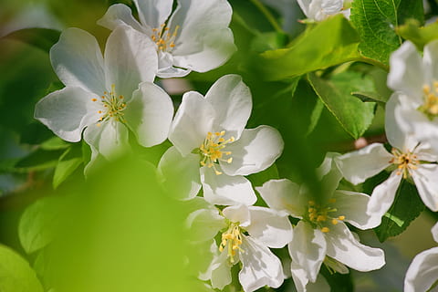 , tak, helder, bos, detailopname, kleur, kleurrijk, teelt, detail-, bloem, vers, tuin-, groen, groeiend, maart, mei, natuurlijk, natuur, niemand, buitenshuis, bloemblad, fabriek, mooi, seizoen, de lente, bloeiende plant, versheid, schoonheid in de natuur, breekbaarheid, kwetsbaarheid, witte kleur, groei, bloesem, lente, bloemhoofd, bloeiwijze, stuifmeel, geen mensen, plantkunde, deel van de plant, kersenbloesem, zachtheid, 2K, CC0, publiek domein, royaltyvrij