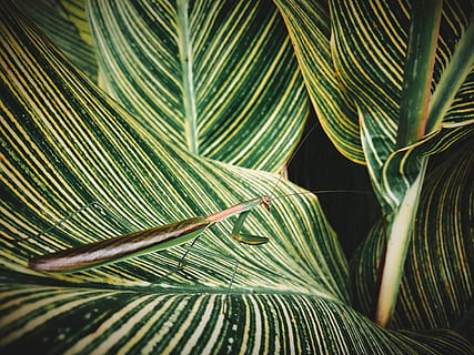 Louva-Deus, erro, inseto, folha, plantar, camuflar, misturando-se, se misturar, verde, natureza, fechar-se, detalhe, padronizar, penn, arboreto, morri, Pensilvânia, fosco, dof, profundidade, origens, abstrato, botânica, árvore, crescimento, cor verde, fronde, Palmeira, frescura, verão, clima tropical, macro, beleza na natureza, floresta, samambaia, meio Ambiente, ramo, texturizado, folhagem exuberante, orgânico, ninguém, floresta tropical, haste, folha de palmeira, 4K, CC0, domínio público, royalty free