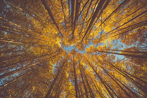 Minhoca, visão de olho, amarelo, folheado, arvores, floresta, outono, árvore, olhando pra cima, tronco, laranja, aspen, árvores topo da árvore, vista superior da árvore, parque, coroa do parque, Copa da árvore, outonal, céu, panorama, explorar, árvore da queda, beleza na natureza, plantar, visão de baixo ângulo, terra, tronco de árvore, natureza, ninguém, mudança, dia, tranquilidade, parte da planta, crescimento, origens, folha, scenics - natureza, ao ar livre, diretamente abaixo, floresta de pinheiros, coleção de outono, árvore conífera, 5K, CC0, domínio público, royalty free