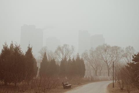 arbres verds, boira, naturalesa, temps, Beijing, edifici, Xina, carretera, jardí, perspectiva, arbre, solitud, trist, misteriós, horror, banc, hivern, fred, parc, boirina, arquitectura, planta, cel, temperatura de fred, exterior de l'edifici, estructura construïda, cap gent, ciutat, paisatge, dia, el camí a seguir, arbre nu, tranquil·litat, a l'aire lliure, transport, 1080P, CC0, domini públic, lliure de regalies