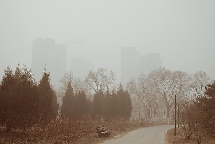 arbres verds, boira, naturalesa, temps, Beijing, edifici, Xina, carretera, jardí, perspectiva, arbre, solitud, trist, misteriós, horror, banc, hivern, fred, parc, boirina, arquitectura, planta, cel, temperatura de fred, exterior de l'edifici, estructura construïda, cap gent, ciutat, paisatge, dia, el camí a seguir, arbre nu, tranquil·litat, a l'aire lliure, transport, 1080P