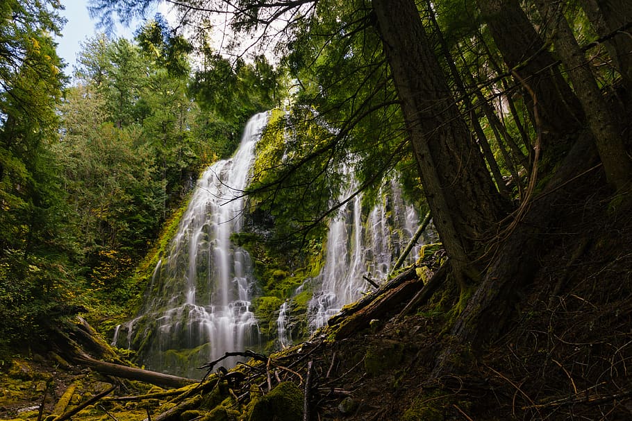 el proxy cau, Estats Units, arbres, bosc, cascada, oregon, arbre, planta, escenics - natura, terra, bellesa a la natura, moviment, aigua, aigua que flueix, creixement, exposició llarga, tronc de l'arbre, naturalesa, tronc, color verd, escena no urbana, vista d’angle baix, dia, cap gent, selva tropical, a l'aire lliure, poder a la natura, que flueix, caient aigua, 4K