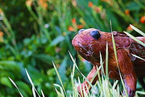 Frosch, braun, Natur, Tierthemen, Tierwelt, Tier, ein Tier, Tiere in freier Wildbahn, Pflanze, wirbellos, Fokus auf den Vordergrund, Insekt, Nahansicht, Tag, grüne Farbe, keine Leute, Wachstum, draußen, Gras, Schönheit in der Natur, Käfer, Land, 4K, CC0, gemeinfrei, lizenzfrei