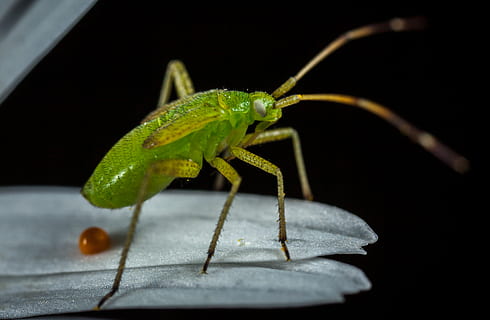 verde, insetto, superiore, foglia, scarafaggio, avvicinamento, poco, macro, peste, temi animali, animale, un animale, invertebrato, fauna selvatica, nessuno, parte vegetale, animali allo stato selvatico, natura, parte del corpo animale, messa a fuoco selettiva, all'aperto, colore verde, sfondo nero, girato in studio, giorno, 4K, CC0, dominio pubblico, privo di copyright