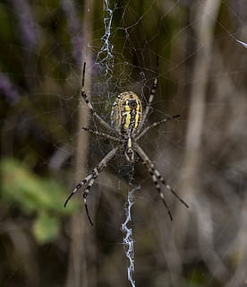 seitti, hämähäkki, hyönteinen, luonto, verkko, makro, lähikuva, kammottava, hämähäkinseitit, fobia, arachnid, spin-langat, eläimet, verkostoituminen, syksyn alku, hämähäkinverkko, hauraus, eläin, eläinten teemoja, selkärangaton, niveljalkaisten, eläimiä, eläinten villieläimet, keskittyä etualalle, yksi eläin, alttius, ei ihmisiä, monimutkaisuus, päivä, eläimen jalka, ulkona, 4K, CC0, public domain, rojaltivapaa