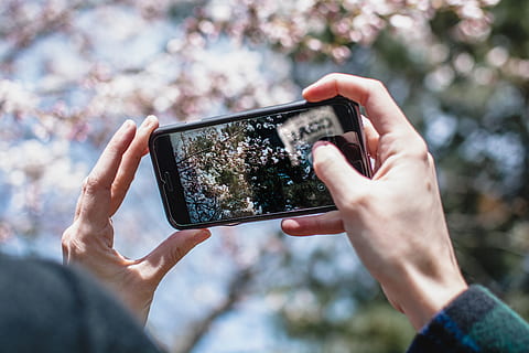 arbres, bosc, parc, cel, cirera, flor, flor de cirerer, fora, explorar, crear, iphone, perspectiva, la llum del dia, durant el dia, dia, rosa, blanc, netejar, brillant, mans, tecnologia, telèfon intel·ligent, temes de fotografia, celebració, dispositiu d’informació portàtil, tecnologia sense fils, fotografiar, activitat, telèfon mòbil, comunicació, mà humana, mà, part del cos humà, centrar-se en primer pla, missatgeria fotogràfica, naturalesa, a l'aire lliure, gent, connexió, xarxes socials, 5K, CC0, domini públic, lliure de regalies