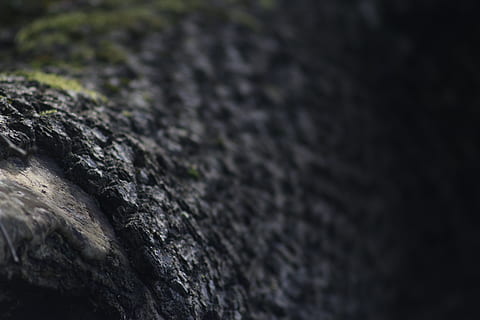 træ, Skov, mørk, bark, natur, sort, vild, selektiv fokusering, tekstureret, ingen mennesker, tæt på, fuld ramme, baggrunde, ru, klippe, rock-objekt, solid, mønster, dag, grå, træstamme, ekstrem nærbillede, udendørs, rock formation, geologi, sort farve, 5K, CC0, offentligt domæne, royaltyfrie