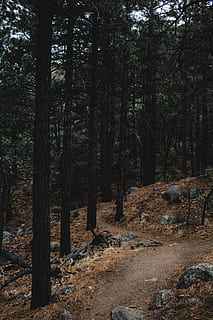 desiderato, sentiero, circondato, alberi, foresta, albero, natura, stati Uniti, sentiero panoramico di mt elden, asta della bandiera, flora, all'aperto, pianta, vegetazione, terra, pista, ghiaia, strada sterrata, strada, bosco, pino, roccia, conifera, nessuno, la tranquillità, tronco, tronco d'albero, crescita, bellezza nella natura, giorno, scena non urbana, scena tranquilla, scenics - natura, paesaggio, ambiente, natura selvaggia, 5K, CC0, dominio pubblico, privo di copyright
