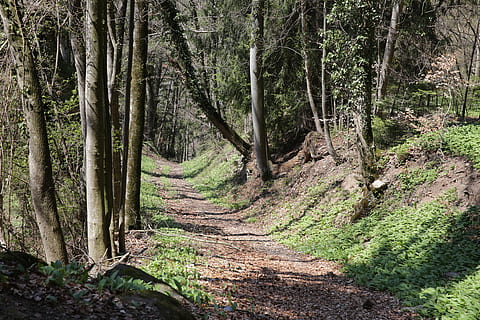 Pfad, Baum, Pflanze, Vegetation, Wald, Weg, Boden, draußen, Natur, Land, Hain, Baumstamm, Schweiz, Waadt, huemoz, Holz, Bäume, Urwald, Straße, Wachstum, Ruhe, Kofferraum, Schönheit in der Natur, ruhige Szene, keine Leute, Nicht-städtische Szene, Tag, Szenen - Natur, Fußweg, grüne Farbe, der Weg nach vorn, Richtung, 5K, CC0, gemeinfrei, lizenzfrei