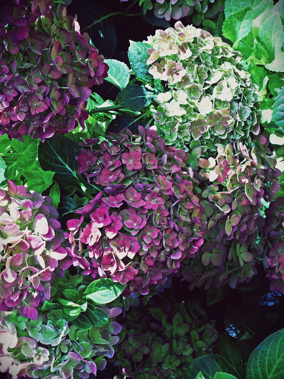 ortensia, fioritura, viola, verde, bianca, petali, rosa, fiore, cespuglio, arbusto, Multi, ombra, pianta fiorita, pianta, freschezza, bellezza nella natura, crescita, parte vegetale, foglia, vulnerabilità, fragilità, petalo, natura, avvicinamento, giorno, colore rosa, nessuno, infiorescenza, colore verde, vista dall'alto, testa di fiore, all'aperto, primavera, un mazzo di fiori, lilla, 4K