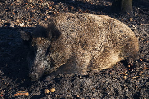 porc senglar marró, porc, animal, mamífer, senglar, vida salvatge, suportar, sòl, falcó, ocell, buzzard, fang, rosegador, llebre, la vida marina, llama, alpaca, gallines, aus de corral, pollastre, temes d'animals, un animal, fauna animal, porc senglar, animals a la natura, cap gent, terra, vertebrats, camp, vista d’angle alt, naturalesa, dia, llum solar, relaxació, a l'aire lliure, dorment, 4K, CC0, domini públic, lliure de regalies