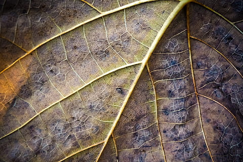 leaf, structure, nature, pattern, plant, mood, leaves, fall foliage, close up, lines, old, plant part, leaf vein, close-up, no people, full frame, natural pattern, day, vulnerability, backgrounds, fragility, dry, directly above, beauty in nature, outdoors, textured, high angle view, dried, 4K, CC0, public domain, royalty free