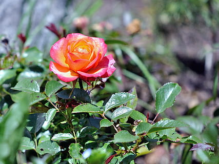 çiçek, rosa, bahar, doğada güzellik, çiçekli bitki, bitki, tazelik, Güvenlik açığı, kırılganlık, gül, bitki bölümü, Yaprak, taçyaprağı, Gül çiçek, büyüme, kapatmak, çiçek kafa, çiçeklenme, doğa, ön plana odaklanmak, pembe renk, gün, insansız, açık havada, 2K, CC0, kamu malı, telif ücretsiz
