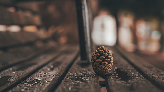 tallskott, bänk, barrskott, makro, våt, trämaterial, närbild, selektiv fokusering, tabell, mat och dryck, inget folk, brun, ekollon, fokusera på förgrunden, mutter - mat, nöt, dag, texturerad, mat, fortfarande liv, utomhus, natur, utsäde, mönster, ytanivå, barrträd, 5K, CC0, offentligt domän, royaltyfria