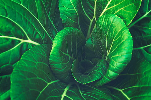 verde, hoja, vegetal, repollo, color verde, parte de la planta, crecimiento, planta, naturaleza, nadie, de cerca, fotograma completo, belleza en la naturaleza, frescura, comida y bebida, día, vena de la hoja, comida, alimentación saludable, antecedentes, vista de alto ángulo, hojas, 4K, CC0, dominio público, libre de derechos