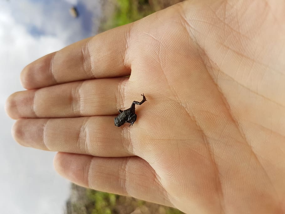 Frosch, Hand, Himmel, Wolken, Makro, Natur, Baby, Leben, See, menschliche Hand, menschliches Körperteil, wirbellos, ein Tier, Insekt, Tierwelt, eine Person, Tiere in freier Wildbahn, Körperteil, echte Menschen, Nahansicht, menschlicher Finger, Finger, halten, Fokus auf den Vordergrund, nicht erkennbare Person, klein, menschliches Glied, 4K