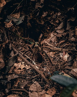 svart tarantula, jord, djur-, växt, blad, däggdjur, amason, amazonia, tarantel, vild, Spindel, buggar, skog, vilda djur och växter, fågel, svamp, vessla, bo, fågelbo, gnagare, kanin, landa, växtdel, fält, natur, högvinkelvy, torr, dag, inget folk, utomhus, närbild, selektiv fokusering, rörig, tillväxt, Byta, träd, kvist, löv, stick - växtdel, 5K, CC0, offentligt domän, royaltyfria