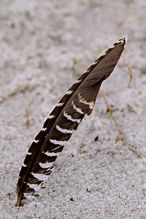 terug, veer, zand, detailopname, geen mensen, dierenleven, focus op de voorgrond, dieren in het wild, dier, dag, dierlijke thema's, natuur, één dier, ongewerveld, selectieve aandacht, insect, buitenshuis, dierenvleugel, natuurlijk patroon, schoonheid in de natuur, land-, dierlijke lichaamsdeel, vlinder - insect, 4K, CC0, publiek domein, royaltyvrij