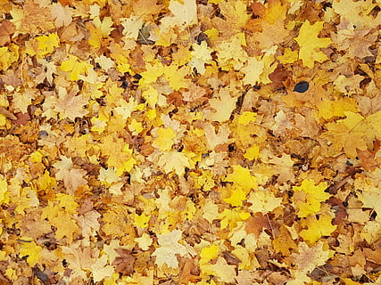 marró, groc, maple, fulles, full, sòl, textura, caure, tardor, tardor càlid, fulla groga, bosc, naturalesa, fons, temporada, color taronja, a l'aire lliure, color daurat, patró, multicolor, resum, colors, caient, octubre, sec, arbre, planta, vermell, color vibrant, parc - l'home va fer espai, primer pla, imatge en color, 4K, CC0, domini públic, lliure de regalies