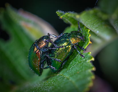 zwei, Grün, Käfer, Blatt, Tiere, unscharfer Hintergrund, Bugs, Nahansicht, Farben, Entomologie, Umgebung, Augen, Insekten, wirbellos, wenig, Makrofotografie, Natur, wild, Tierwelt, Tierthemen, Pflanzenteil, Tiere in freier Wildbahn, Insekt, Tier, grüne Farbe, ein Tier, selektiver Fokus, Pflanze, keine Leute, Tag, Gliederfüßer, Zoologie, Wachstum, 4K, CC0, gemeinfrei, lizenzfrei