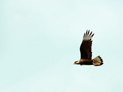 blanc, marró, àguila, ocell, animal, volant, voltor, buzzard, falcó, accipiter, animals, naturalesa, ocell de cometa, àguila calba, silueta, còndor, anthus, gavina, wren, canari, cardenal, bec, un animal, temes d'animals, fauna animal, animals a la natura, vertebrats, ales separades, cel clar, cel, vista d’angle baix, rapinyaire, còpia espai, cap gent, dia, a l'aire, moviment, a l'aire lliure, 4K, CC0, domini públic, lliure de regalies