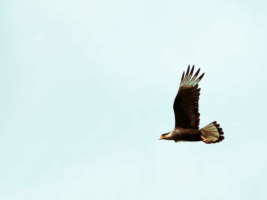 blanc, marró, àguila, ocell, animal, volant, voltor, buzzard, falcó, accipiter, animals, naturalesa, ocell de cometa, àguila calba, silueta, còndor, anthus, gavina, wren, canari, cardenal, bec, un animal, temes d'animals, fauna animal, animals a la natura, vertebrats, ales separades, cel clar, cel, vista d’angle baix, rapinyaire, còpia espai, cap gent, dia, a l'aire, moviment, a l'aire lliure, 4K