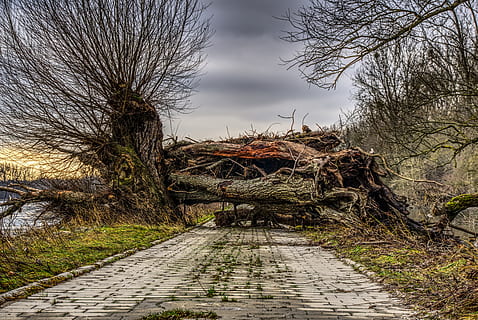 log, naštvaný, zpustošené, zámek, blokování, zlomený, spadnul, převrátil, vysoká voda, devastace, stop, obsahující, pryč, silnice, stezka, stěna, řeka, vod, voda, strom, Příroda, zimní, dřevo, krajina, dlažební kameny, zpevněné, náplast, palatinate les, scénický, kmen, západ slunce, abendstimmung, soumrak, cesta vpřed, rostlina, směr, holý strom, nikdo, nebe, klid, klidné scény, den, přeprava, pěšina, mimoměstské scény, dřevo - materiál, větev, přistát, venku, scenics - příroda, mrak - nebe, 5K, CC0, veřejná doména, bez autorských práv