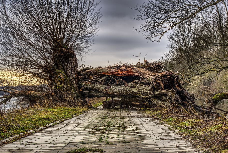 registre, malestar, devastat, bloqueig, trencat, caure, copejat, aigua alta, devastació, parada, contenint, lluny, carretera, ruta, ruta de la paret, riu, aigües, aigua, arbre, naturalesa, hivern, fusta, paisatge, llambordes, pavimentat, pegat, bosc palatinat, escènic, tribu, posta de sol, abendstimmung, vespre, crepuscle, el camí a seguir, planta, direcció, arbre nu, cap gent, cel, tranquil·litat, escena tranquil·la, dia, transport, sendera, escena no urbana, material de fusta, branca, terra, a l'aire lliure, escenics - natura, núvol - cel, 5K