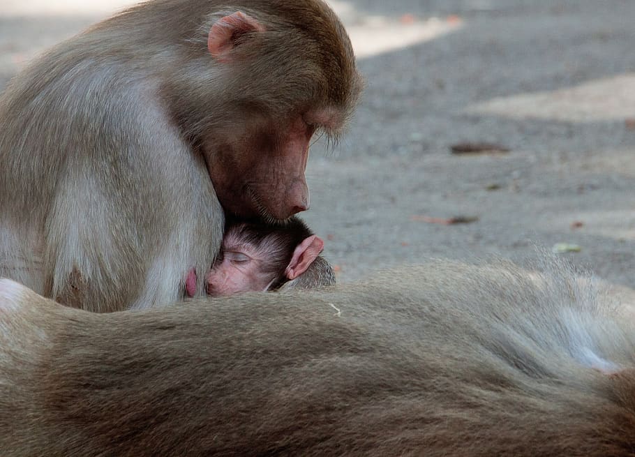 scimmia, primate, animale, mammifero, noce di scimmia, scimmia giovane, creatura, mondo animale, zoo, zoo di hagenbeck, temi animali, un animale, vertebrato, nessuno, fauna selvatica, animali allo stato selvatico, parte del corpo animale, rilassamento, giorno, famiglia di animali, occhi chiusi, addormentato, avvicinamento, maiale, testa di animale, babbuino, 4K