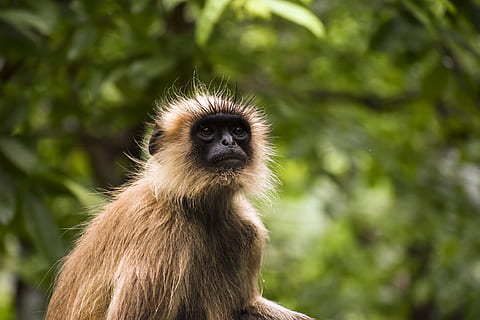 mico marró, mico, animal, vida salvatge, mamífer, gir forest, junagadh, Índia, planta, flora, herba, selva tropical, tropical, verd, ulls icònics, mascota, temes d'animals, un animal, primat, fauna animal, animals a la natura, centrar-se en primer pla, vertebrats, naturalesa, retrat, arbre, pèl d’animals, cabell, dia, primer pla, mirant la càmera, mirant, cap gent, a l'aire lliure, cap d’animals, contemplació, 4K, CC0, domini públic, lliure de regalies