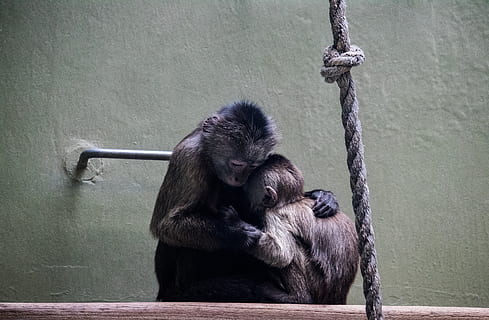 ape, ape mutter, ape barn, dyr, dyr verden, natur, dyrehage, zoo berlin, pattedyr, primat, dyre temaer, dyreliv, dyr i naturen, sitter, tau, ett dyr, ingen folk, virveldyr, dag, dyr i fangenskap, fokusere på forgrunnen, avslapning, 5K, CC0, offentlig domene, opphavsrett gratis