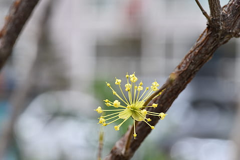 cornus, pavasario gėlės, gėlės, pavasaris, gėlė, augalų, žydintys augalai, grožis gamtoje, šviežumas, augimą, sutelkti dėmesį į naujas žinias, Iš arti, trapumas, pažeidžiamumas, geltona, pobūdį, dieną, nėra žmonių, gėlių galva, lauke, žiedlapis, žiedynas, atrankinis dėmesys, augalų stiebas, pavasarį, 5K, CC0, Viešasis domenas, nemokamai