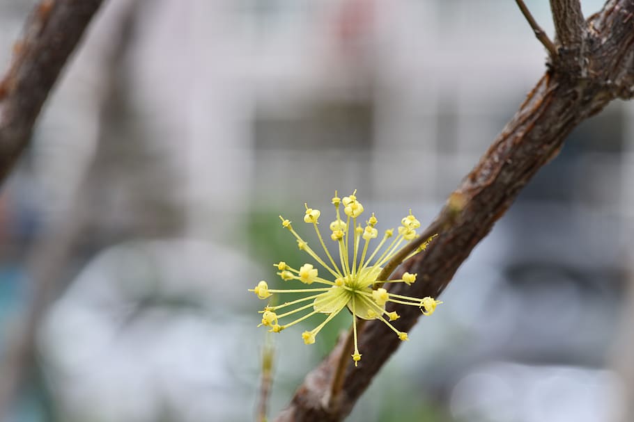 cornus, flors de primavera, flors, primavera, flor, planta, planta amb flors, bellesa a la natura, frescor, creixement, centrar-se en primer pla, primer pla, fragilitat, vulnerabilitat, groc, naturalesa, dia, cap gent, cap de flor, a l'aire lliure, pètal, inflorescència, enfocament selectiu, tija de la planta, 5K