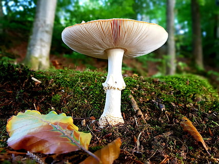 fly agaric, rød, hvid, punkter, toksisk, natur, Skov, blad, mos, louvered døre, undersøgt, lav vinkel skud, champignon, svamp, grøntsag, plante, vækst, paddehat, jord, mad, spiselige svampe, Mark, træ, fly agaric svampe, tæt på, ingen mennesker, dag, skønhed i naturen, fokus på forgrunden, skrøbelighed, udendørs, overflade niveau, vild, 4K, CC0, offentligt domæne, royaltyfrie