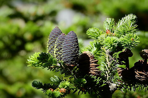 Baum, Ast, Zapfen, Pflanze, Wachstum, Natur, Blume, grüne Farbe, Schönheit in der Natur, keine Leute, Tag, Nahansicht, Fokus auf den Vordergrund, blühende Pflanze, draußen, Botanik, Nadelbaum, Pflanzenteil, Sonnenlicht, Frische, Blatt, Tannenzapfen, Kiefer, 4K, CC0, gemeinfrei, lizenzfrei