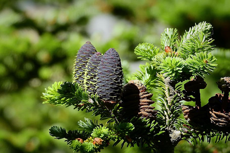 Baum, Ast, Zapfen, Pflanze, Wachstum, Natur, Blume, grüne Farbe, Schönheit in der Natur, keine Leute, Tag, Nahansicht, Fokus auf den Vordergrund, blühende Pflanze, draußen, Botanik, Nadelbaum, Pflanzenteil, Sonnenlicht, Frische, Blatt, Tannenzapfen, Kiefer, 4K