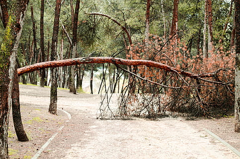 parque, árbol, bosque, muerte, árbol muerto, obstáculo, resistencia, naturaleza, barrera, camino, planta, tierra, tranquilidad, nadie, belleza en la naturaleza, día, el maletero, crecimiento, tronco de arbol, escena tranquila, escena no urbana, el camino a seguir, al aire libre, sendero, ambiente, dirección, 4K, CC0, dominio público, libre de derechos